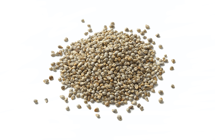 Pearl Millet