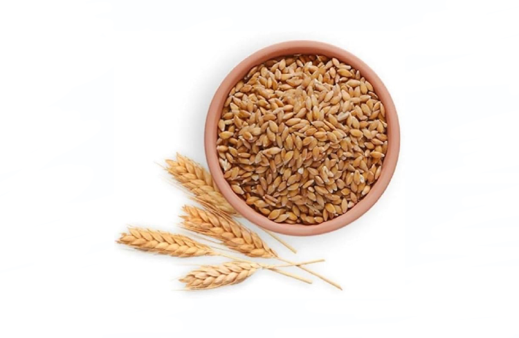 Wheat