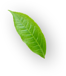 h6_leaf-2